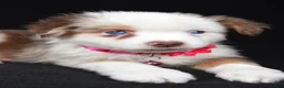 Miniature Australian Shepherd dogs for sale: Donna - Ad 7