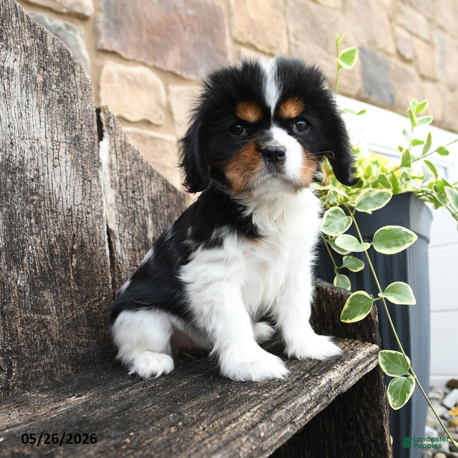 Cavalier King Charles Spaniel dogs Ellen - Ad 2