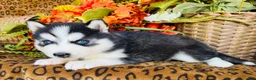 Siberian Husky dogs for sale: Valerie - Ad 7