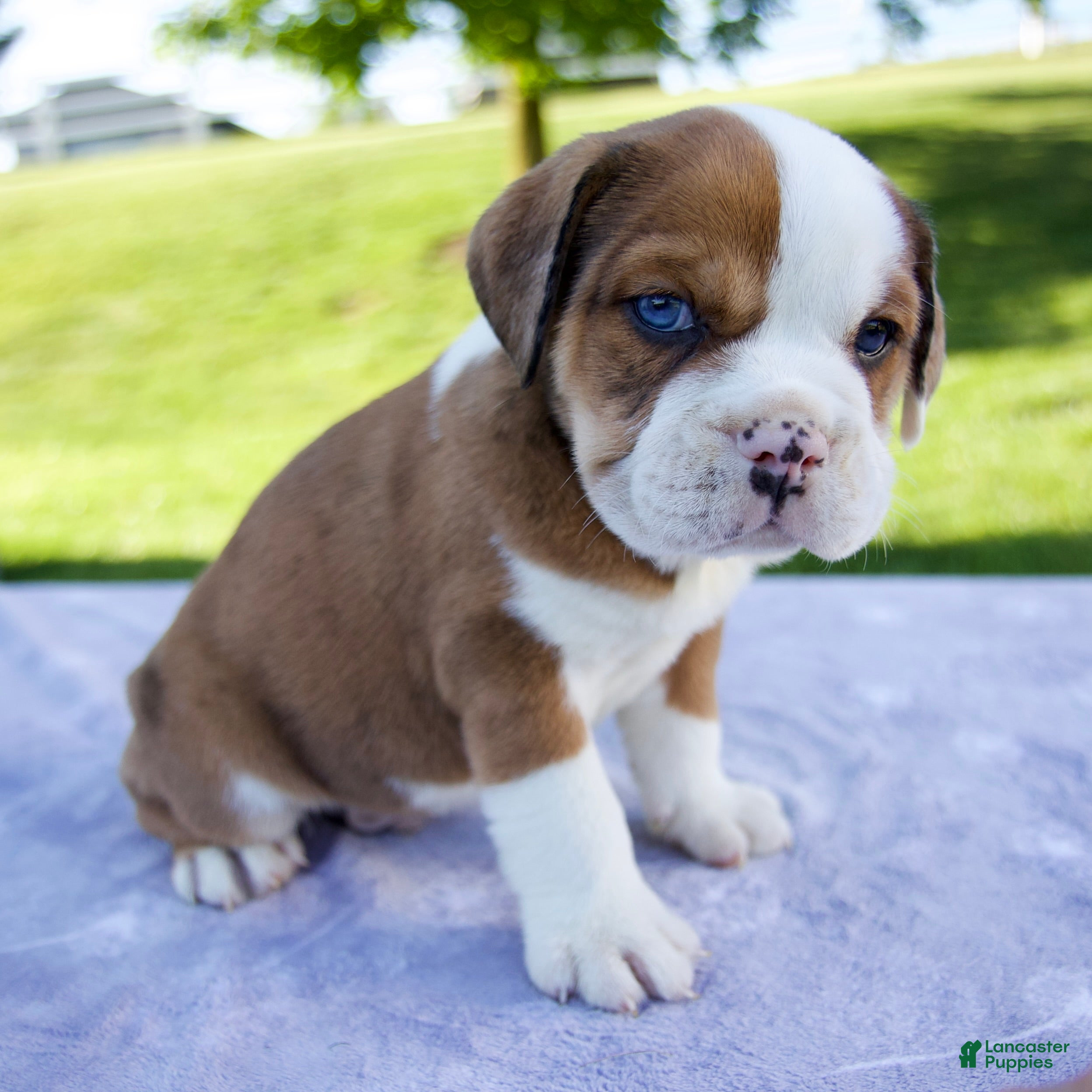 Beabull dogs for sale: Cole - Ad 2