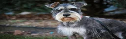 Miniature Schnauzer dogs for sale: Murphy - Ad 10