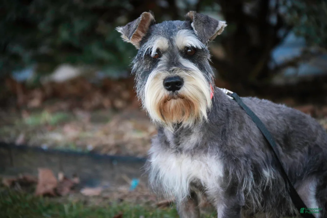 Miniature Schnauzer dogs for sale: Murphy - Ad 10