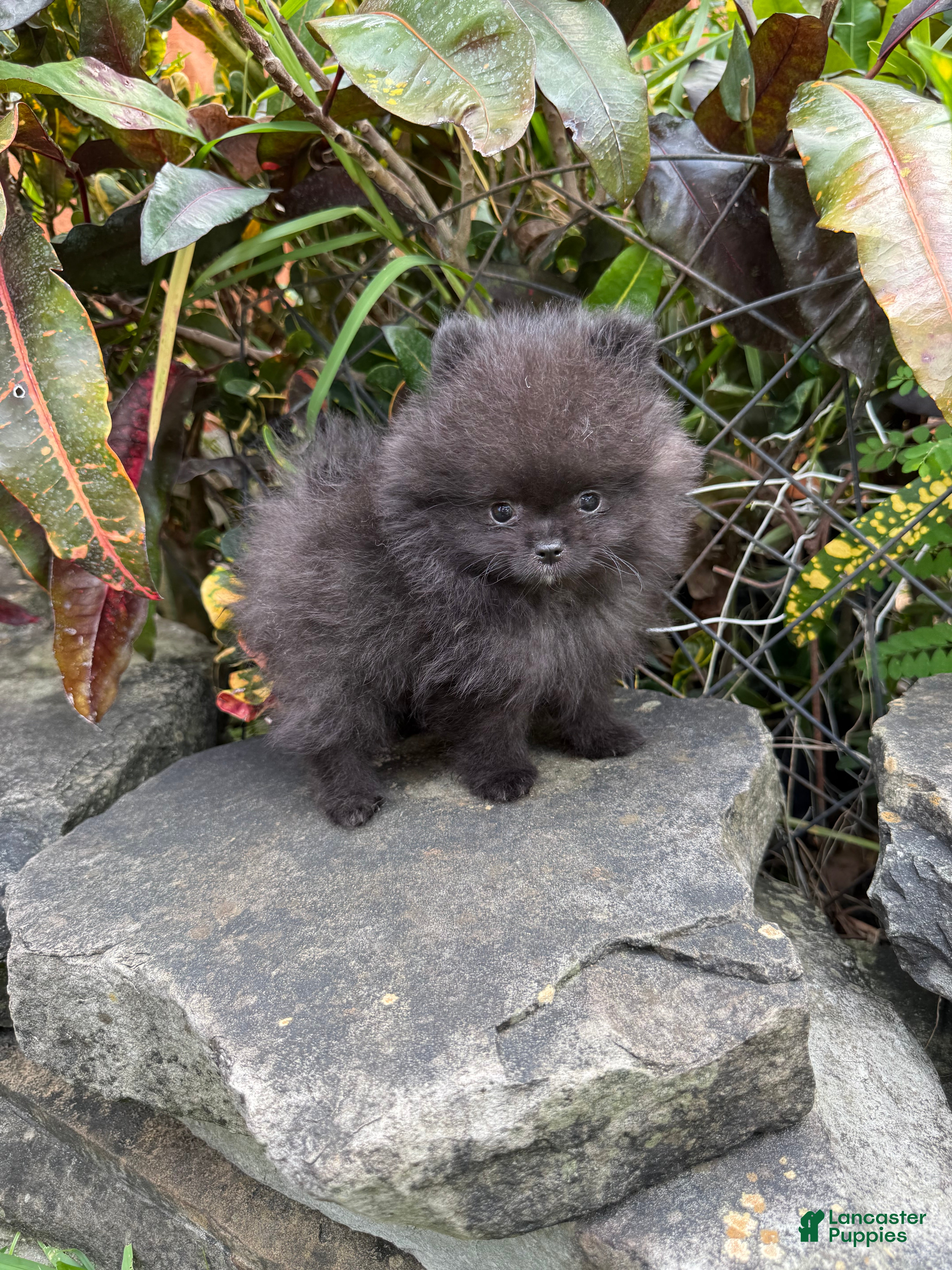 Pomeranian dogs for sale: Pomeranian 1 - Ad 1