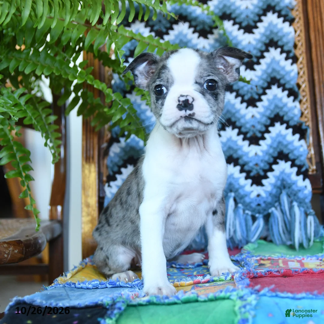 Boston Terrier dogs for sale: Kennedy - Ad 1