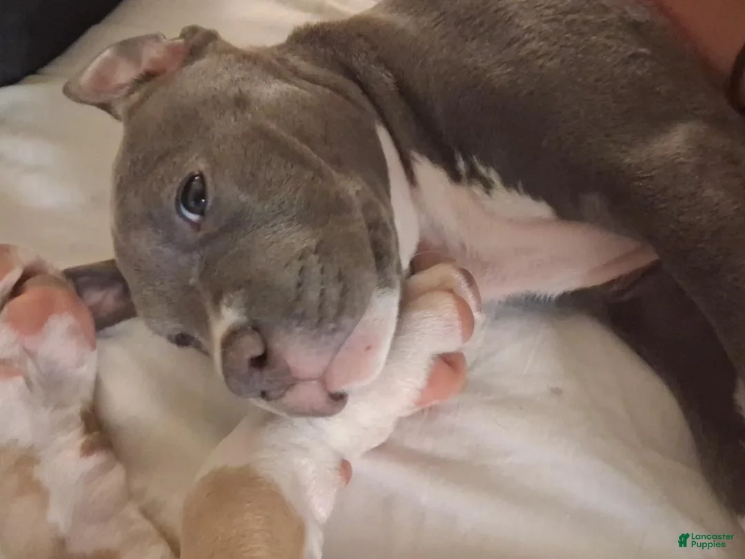 Mixed Breed dogs for sale: King - Ad 4