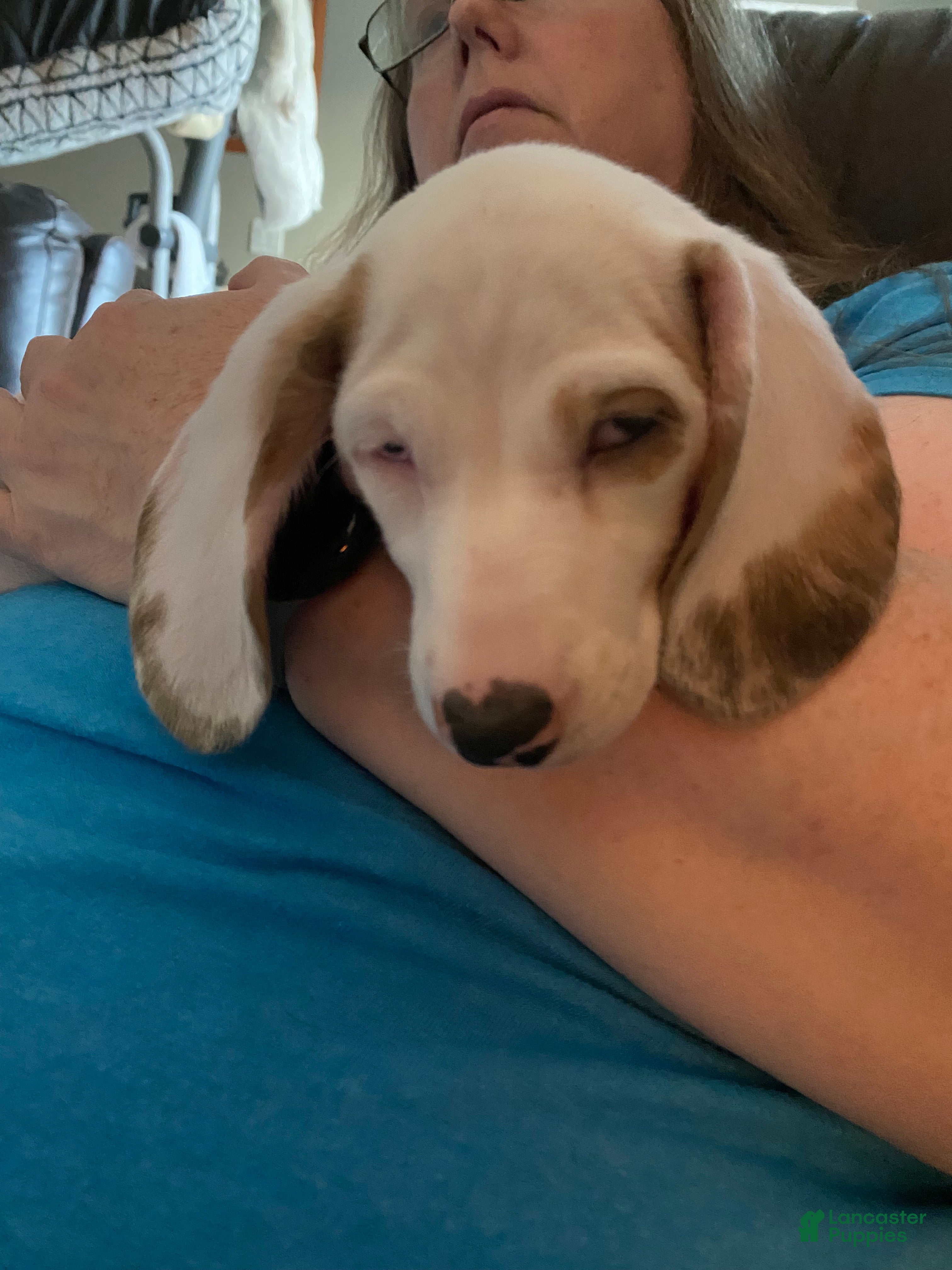 Miniature Dachshund dogs Samantha - Ad 1