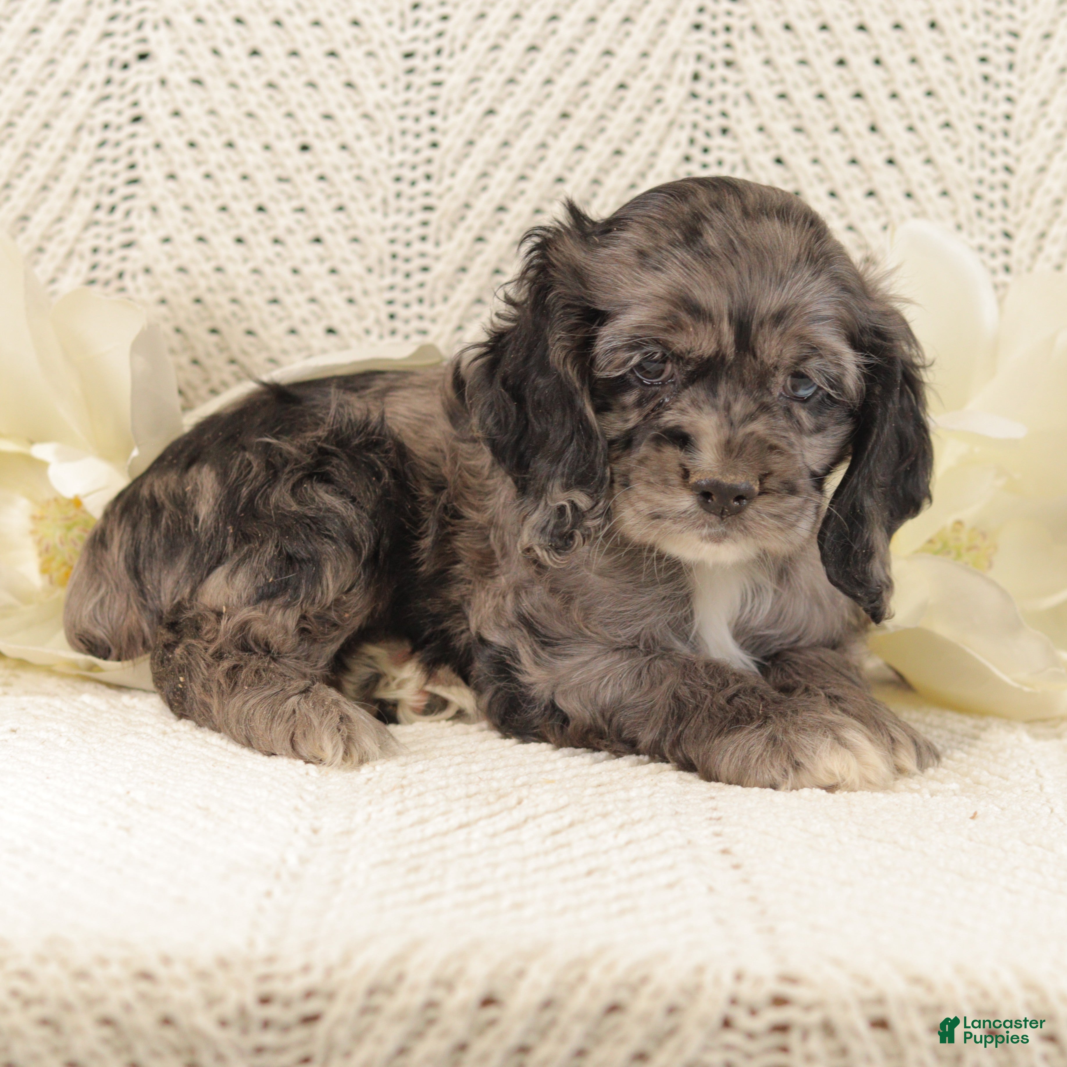Cocker Spaniel dogs Blueberry - Ad 2
