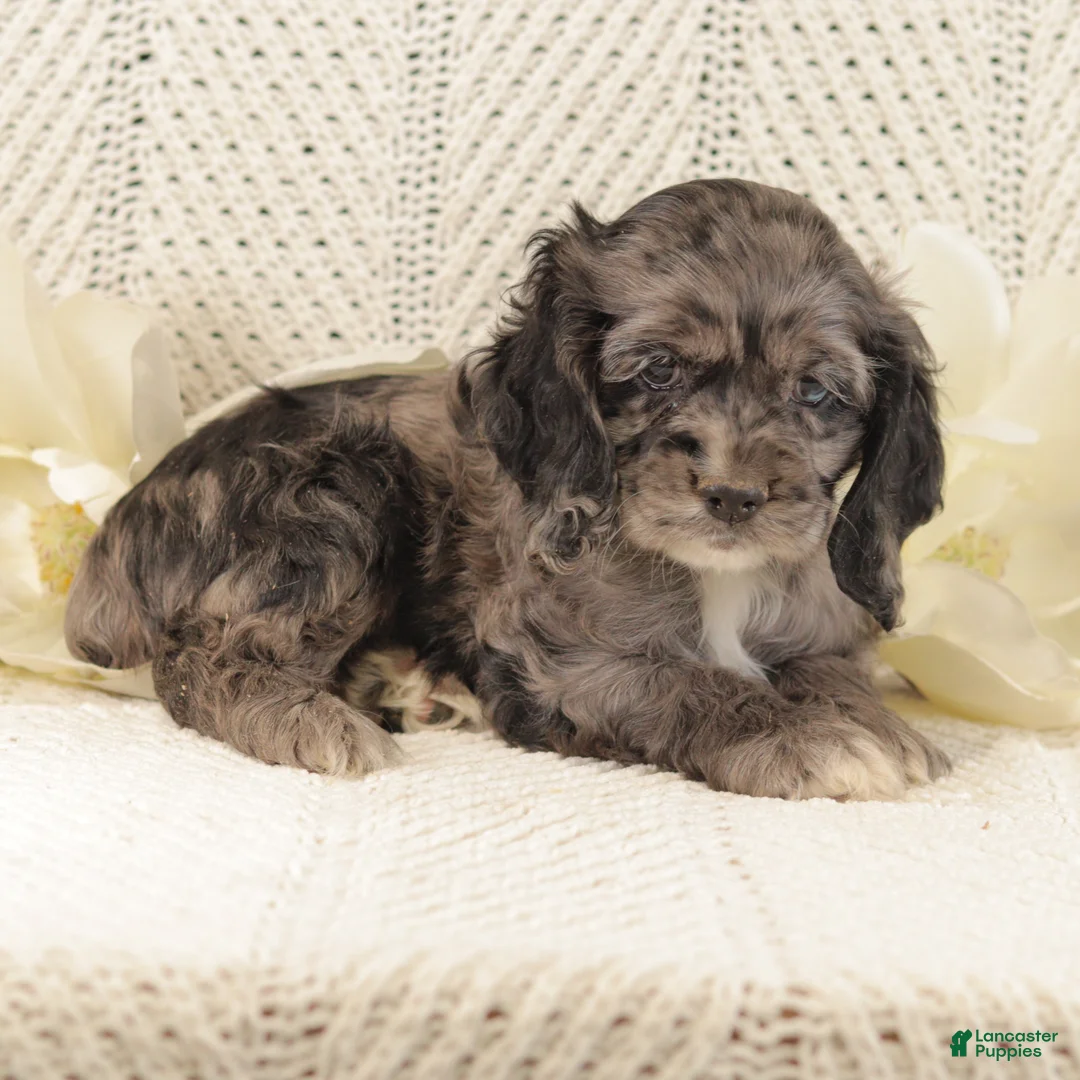 Cocker Spaniel dogs for sale: Blueberry - Ad 2