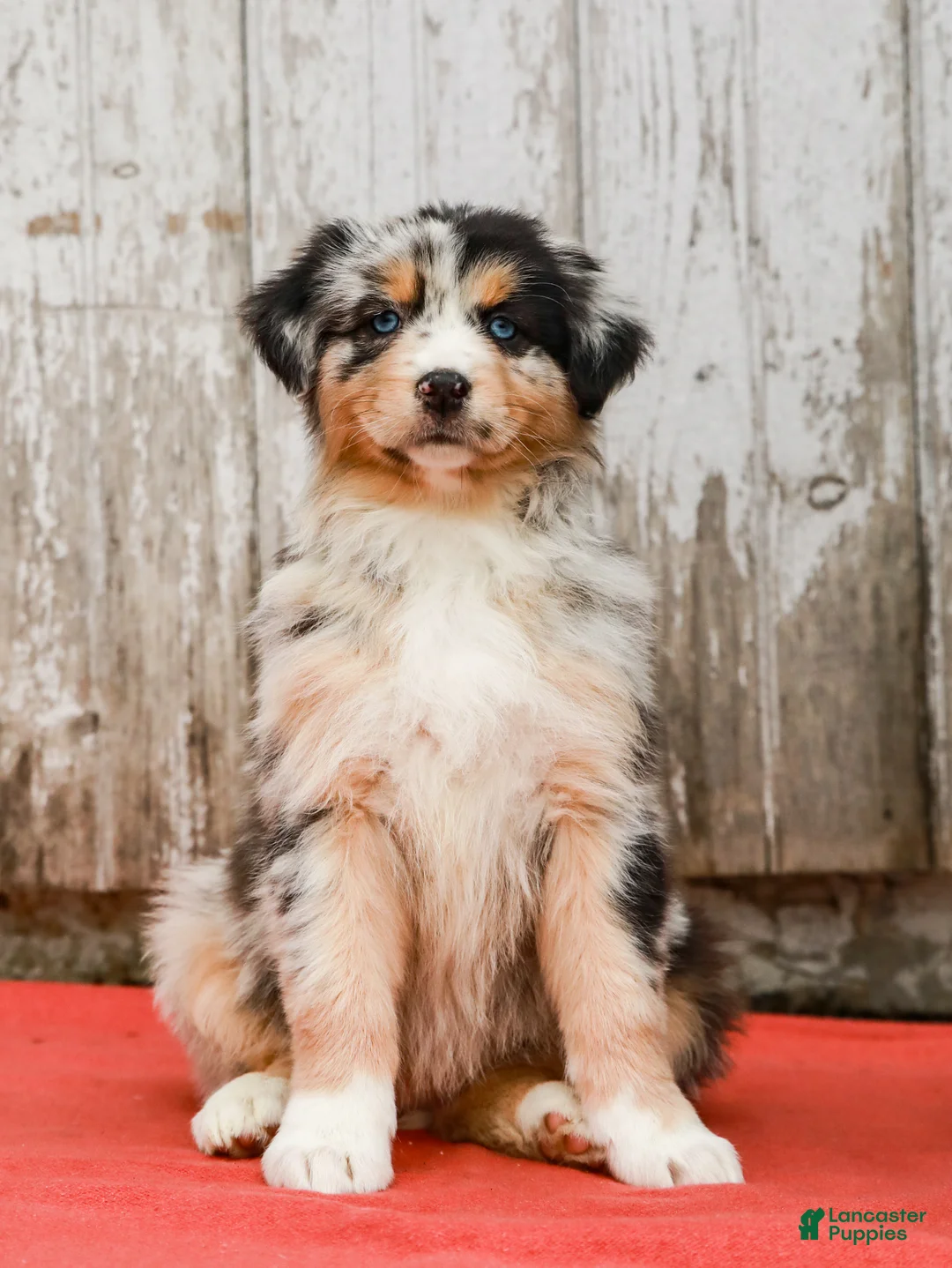 Australian Shepherd dogs for sale: Jimmy - Ad 2