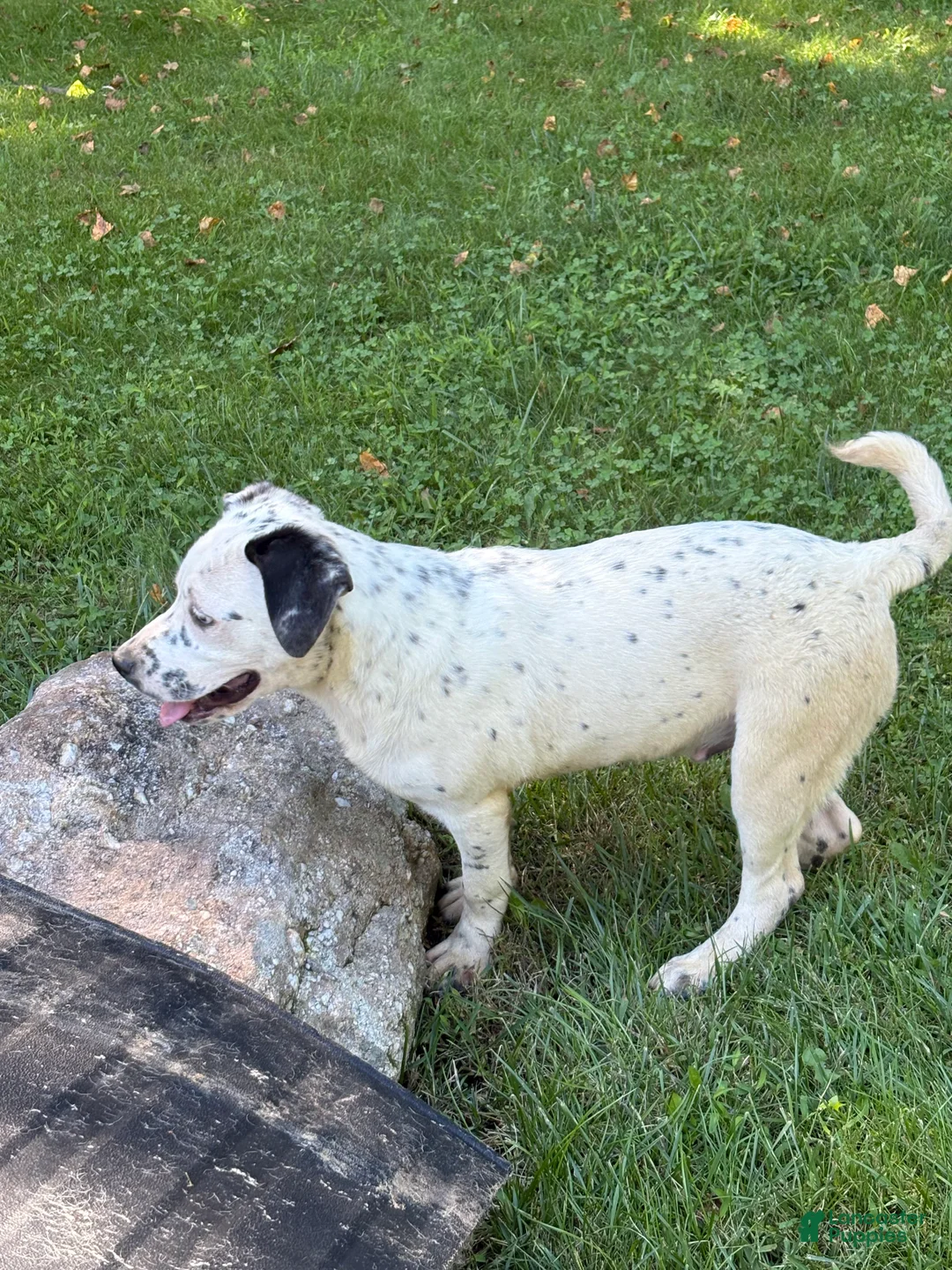 Mixed Breed dogs for sale: Dice - Ad 2