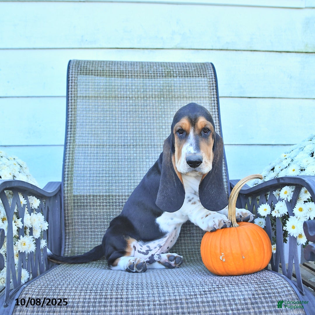 Beagle Buckeye Basset Hound Rescue Basset Hound Puppies For Sale