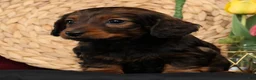 Miniature Dachshund dogs for sale: Niles - Ad 5