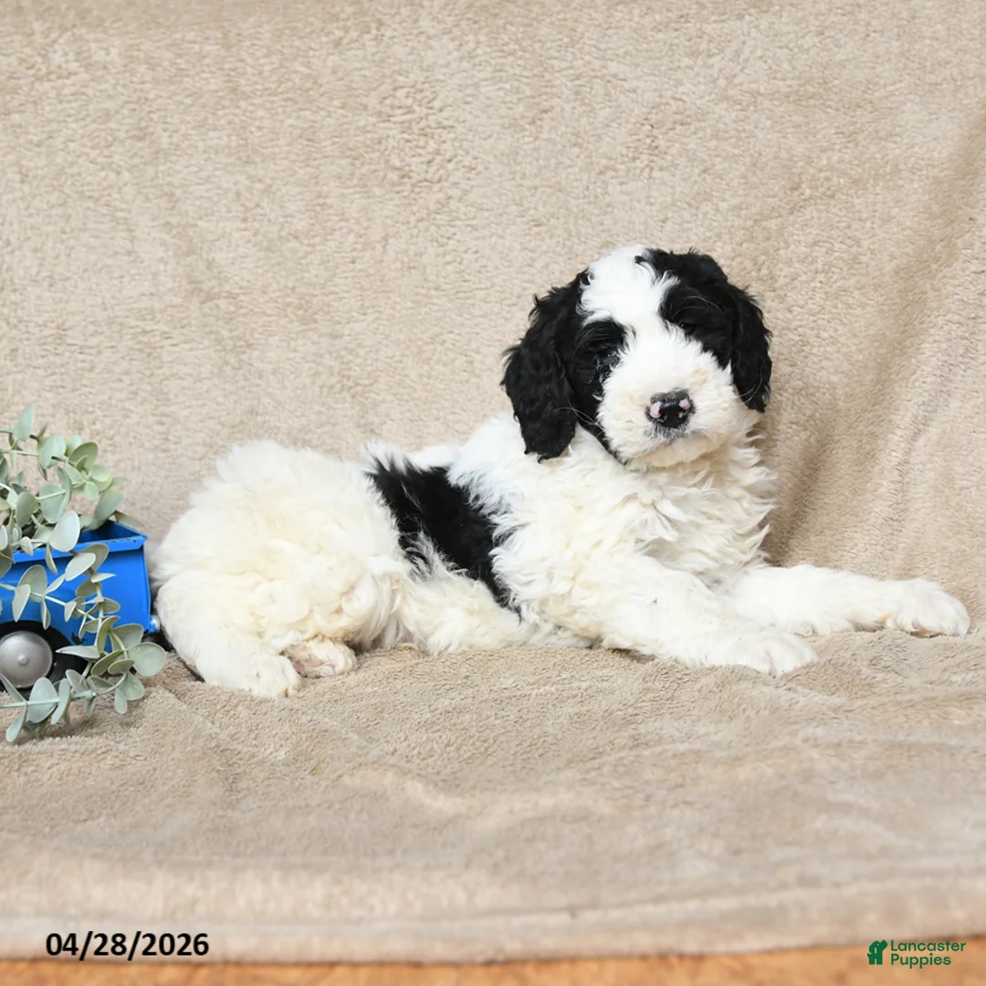 Goldendoodle dogs for sale: Hobnob - Ad 3