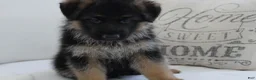 German Shepherd dogs for sale: German Shepherd Blue Collar Male Pick of Liter! - Ad 3