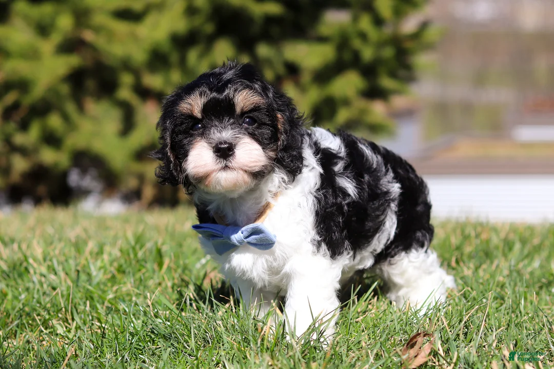 Cavapoo dogs for sale: Jack  - Ad 1