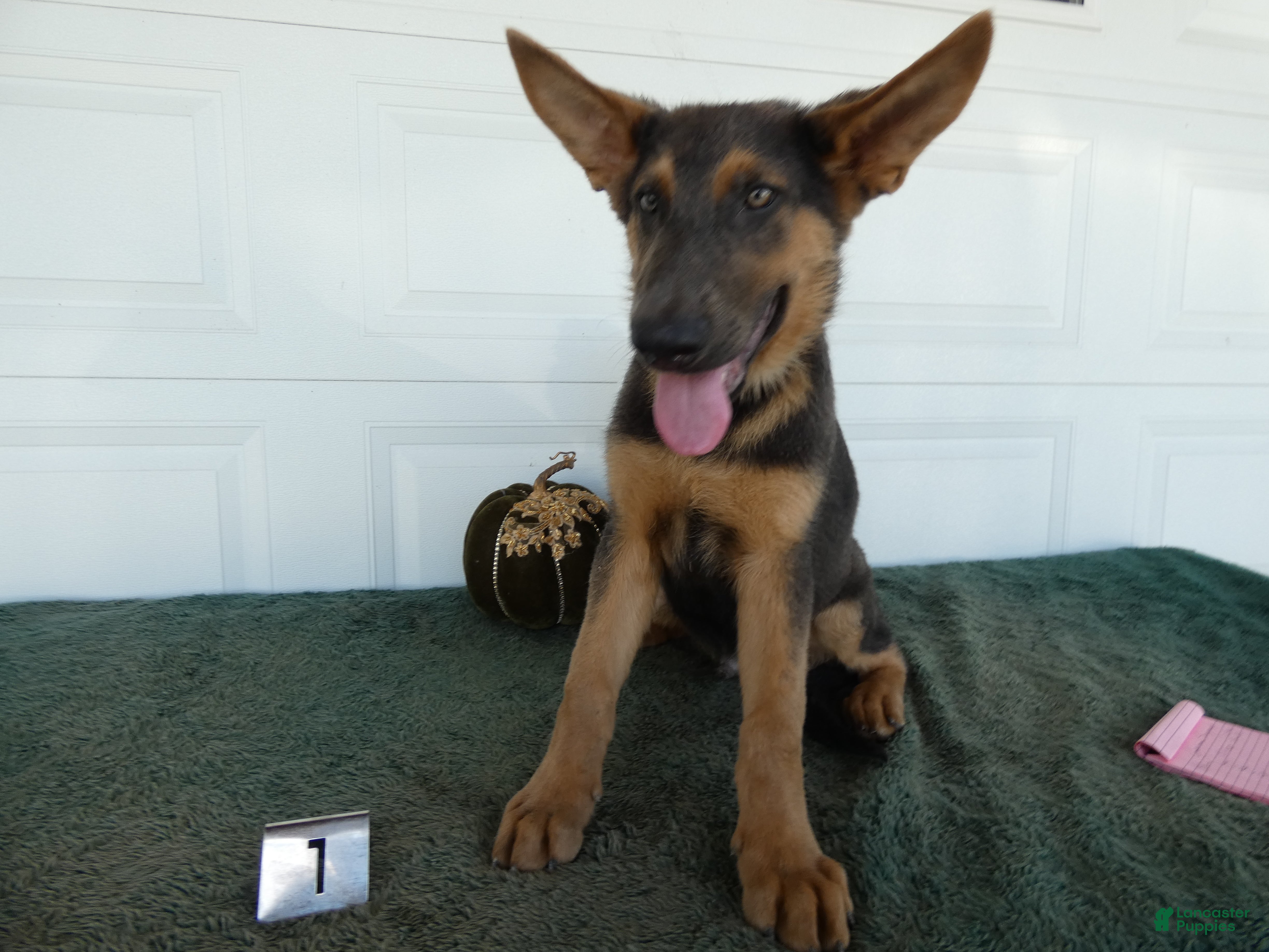 German Shepherd dogs German Shepherd 1 Niko - Ad 18