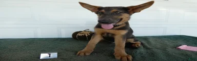 German Shepherd 1 Niko