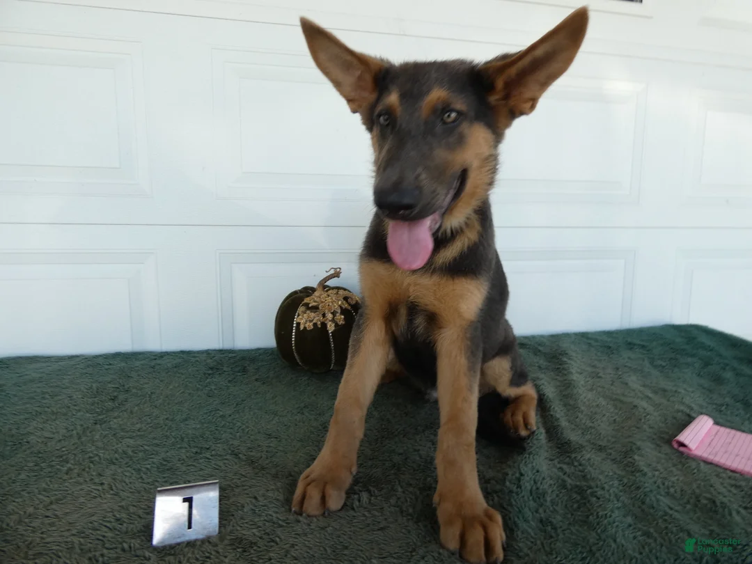 German Shepherd dogs for sale: German Shepherd 1 Niko - Ad 1