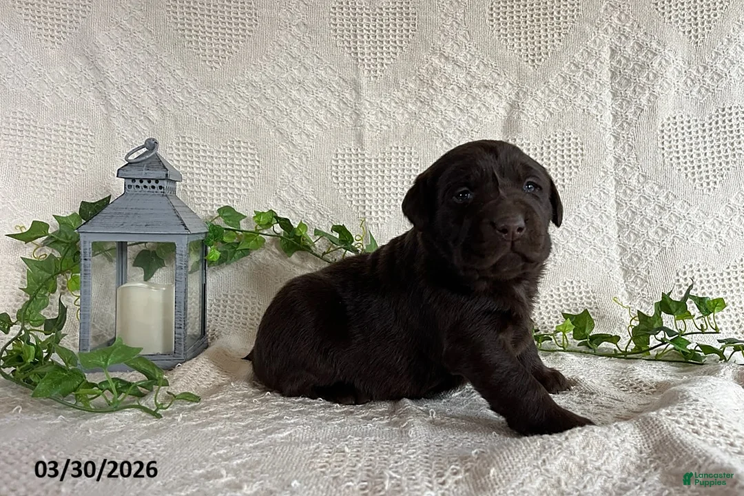 Labrador Retriever dogs for sale: Ribbon - Ad 3
