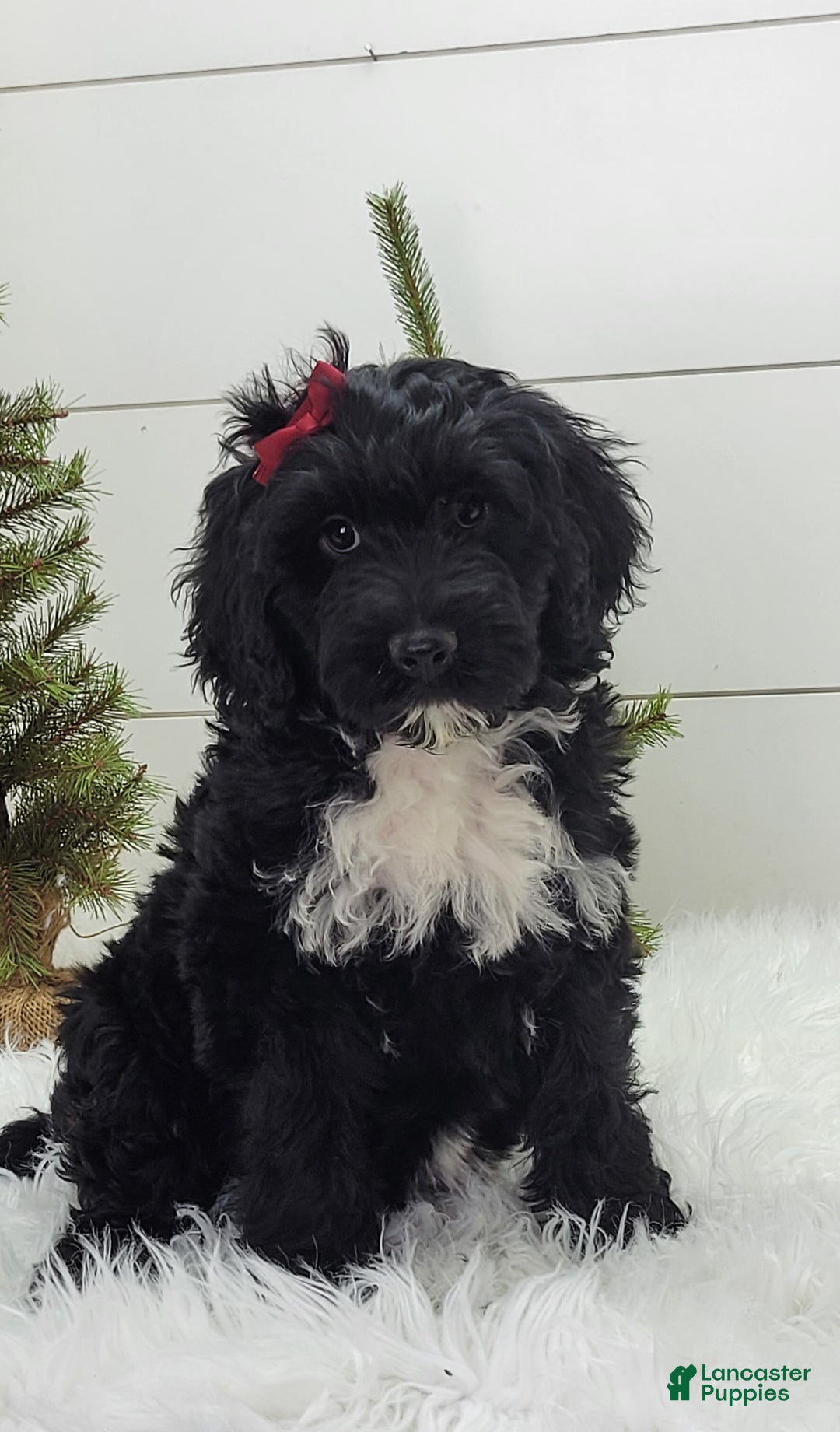 Portuguese Water Dog dogs for sale: Raven - Ad 4