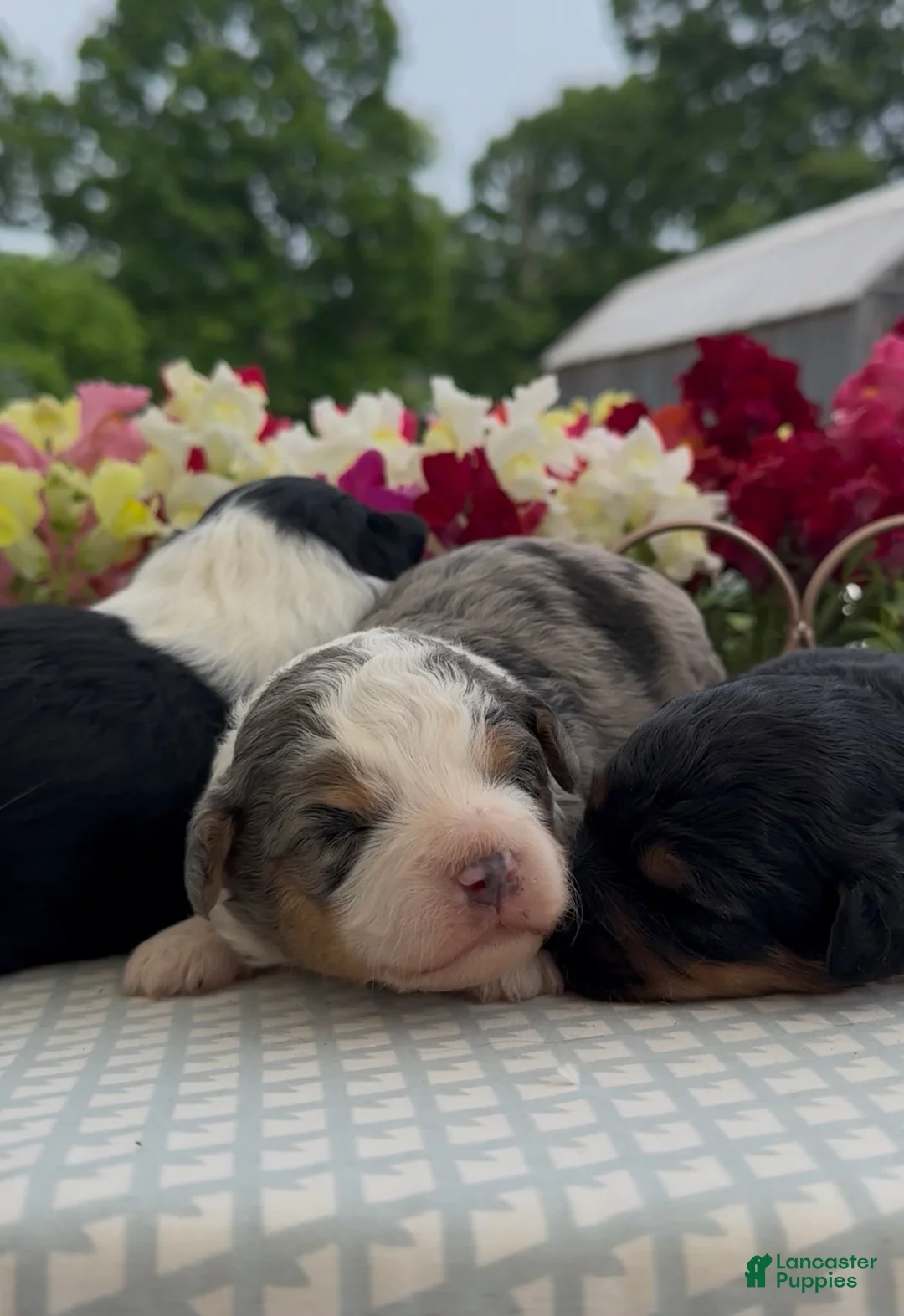 Aussiedoodle dogs for sale: Aussiedoodle Puppy 4 - Ad 1