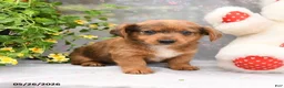 Dorkie dogs for sale: Petey - Ad 3