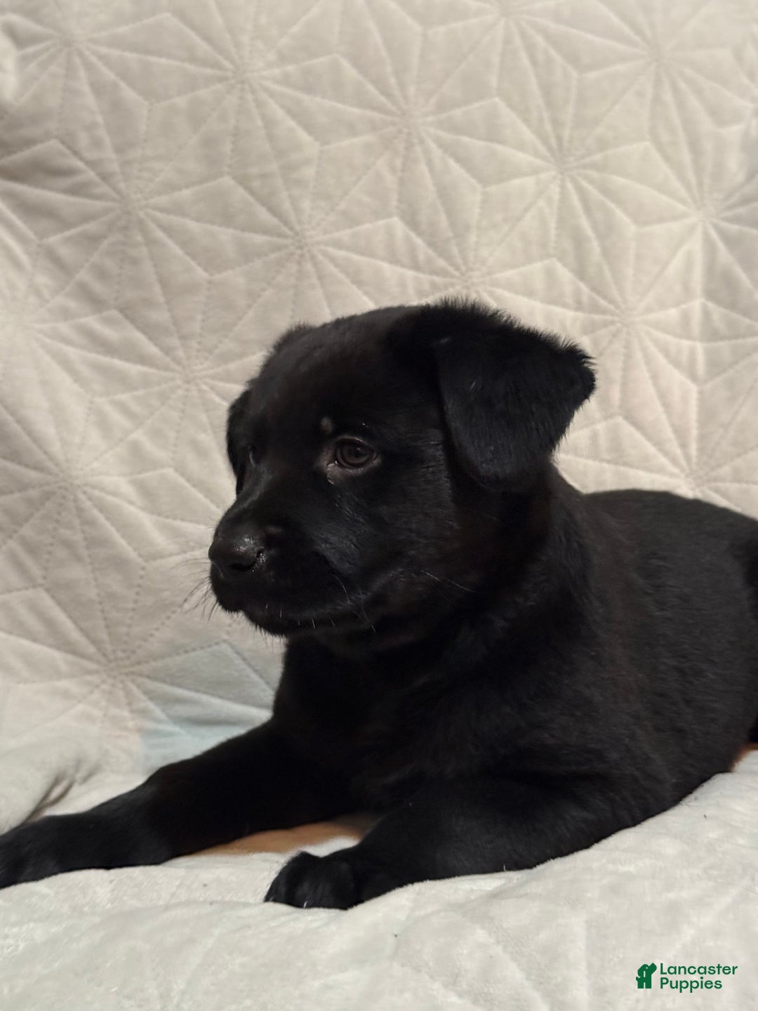Mixed Breed dogs for sale: Mixed Breed Puppy 6 - Ad 4