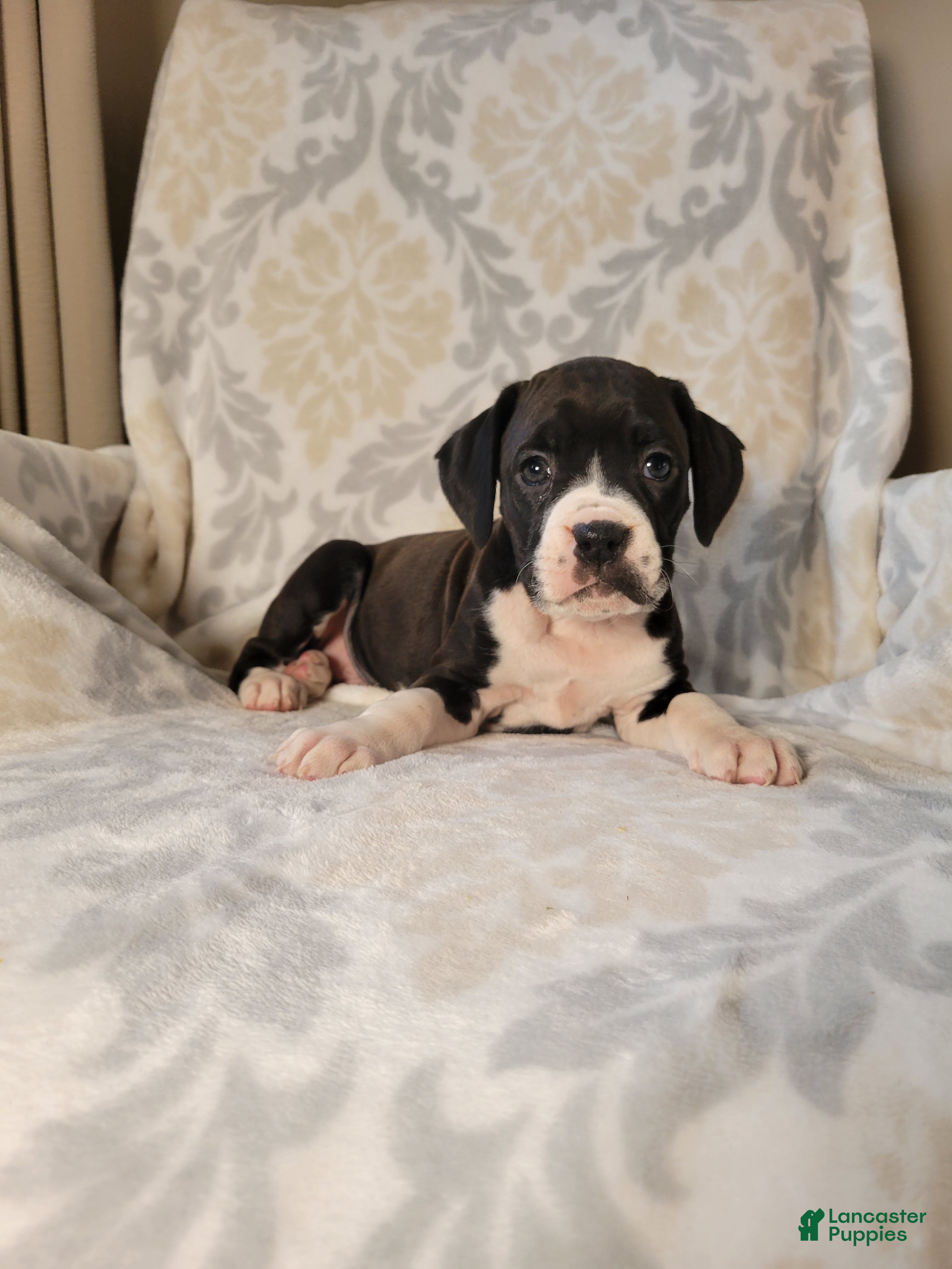 Boxer dogs Oliver - Ad 14