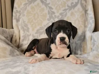 Boxer dogs Oliver - Ad 14