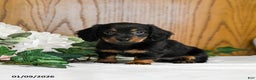 Miniature Dachshund dogs for sale: Brayden - Ad 3