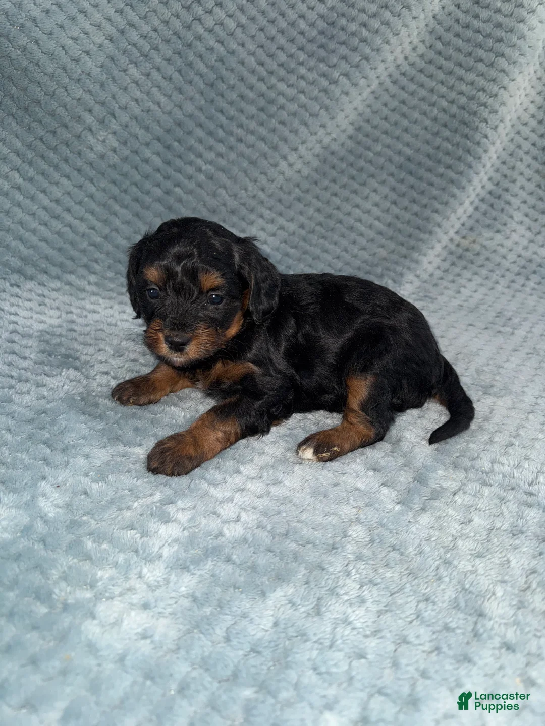 Cavapoo dogs for sale: Cavapoo Puppy 7 - Ad 10