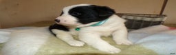Border Collie dogs for sale: Border Collie Puppy 4 Jenny - Ad 3