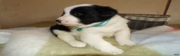 Border Collie dogs for sale: Border Collie Puppy 4 Jenny - Ad 3