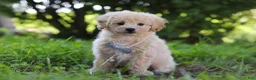 Bichpoo dogs for sale: Scooter - Ad 6