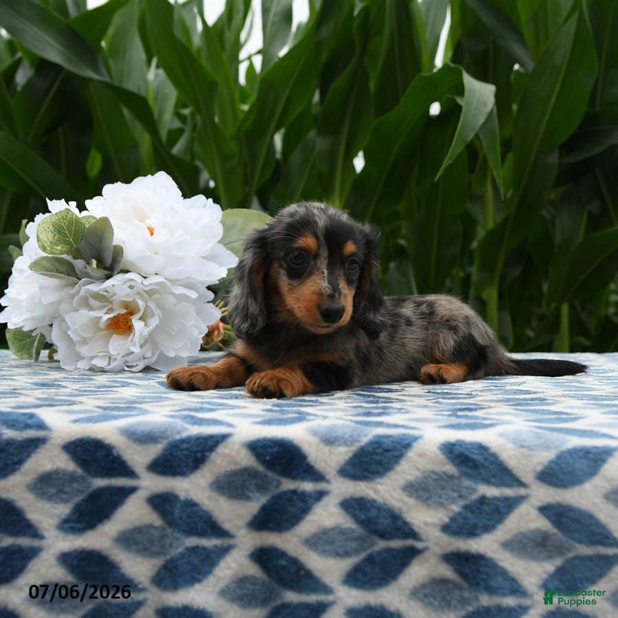Miniature Dachshund dogs Hey Dude - Ad 2