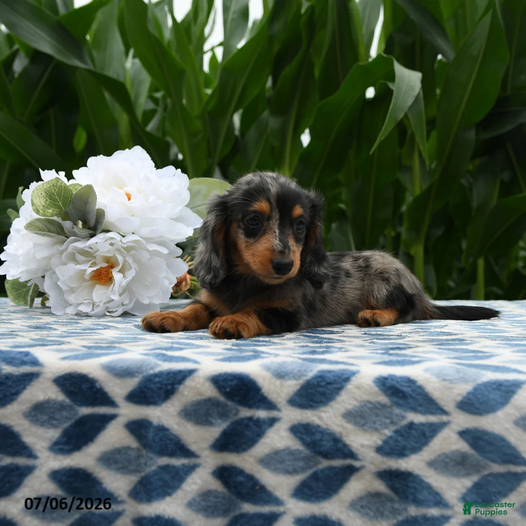Miniature Dachshund dogs for sale: Hey Dude - Ad 2