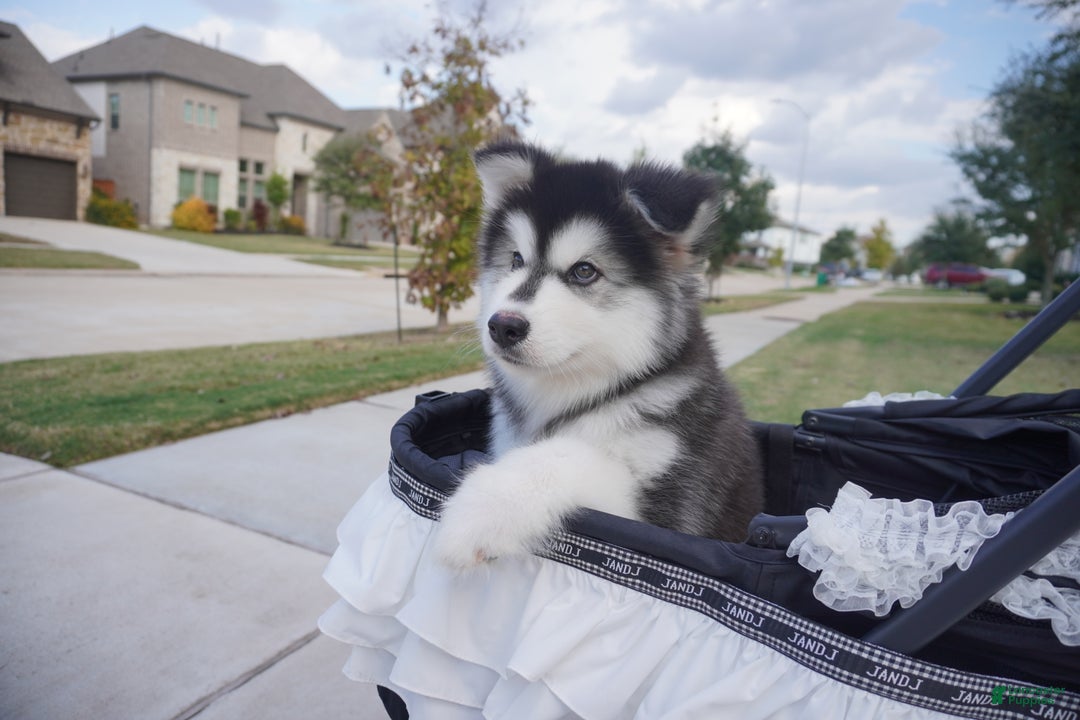 Alaskan Malamute dogs for sale: Xiao Huang - Ad 11