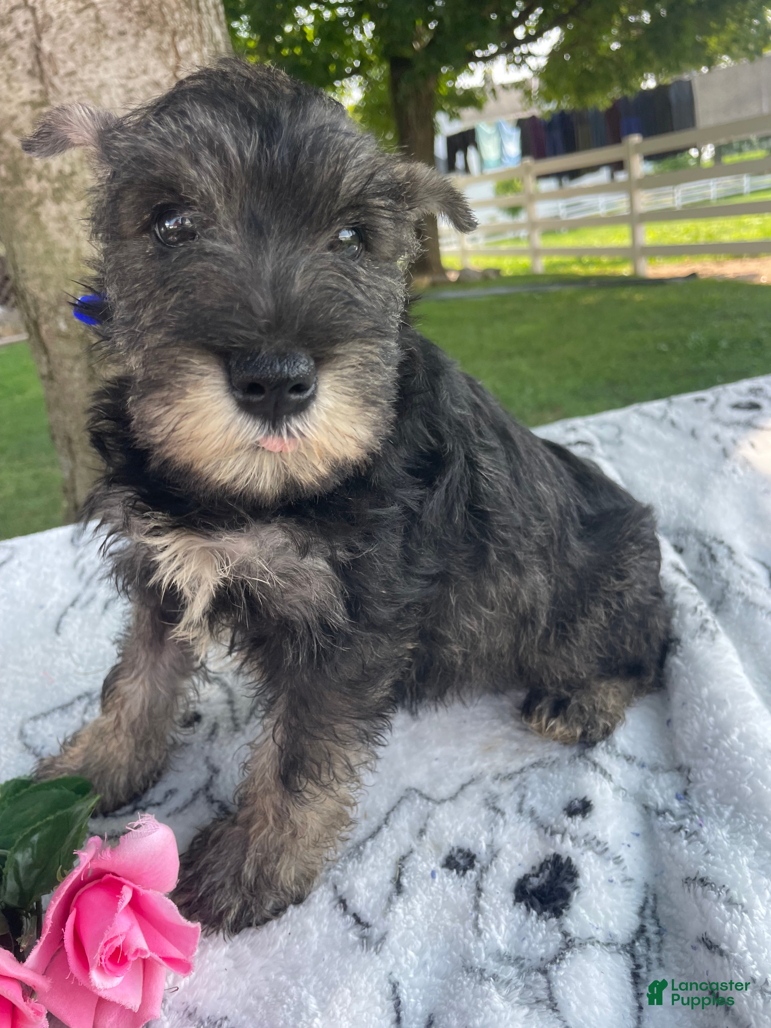Miniature Schnauzer dogs Fritz - Ad 26
