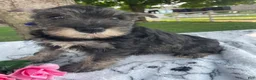 Miniature Schnauzer dogs for sale: Fritz - Ad 1