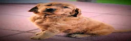 Golden Retriever dogs for sale: Willow - Ad 2