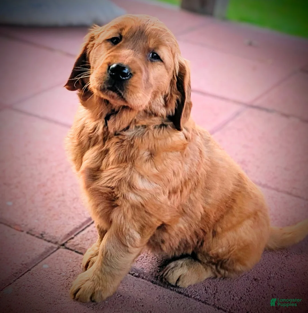 Golden Retriever dogs for sale: Willow - Ad 2