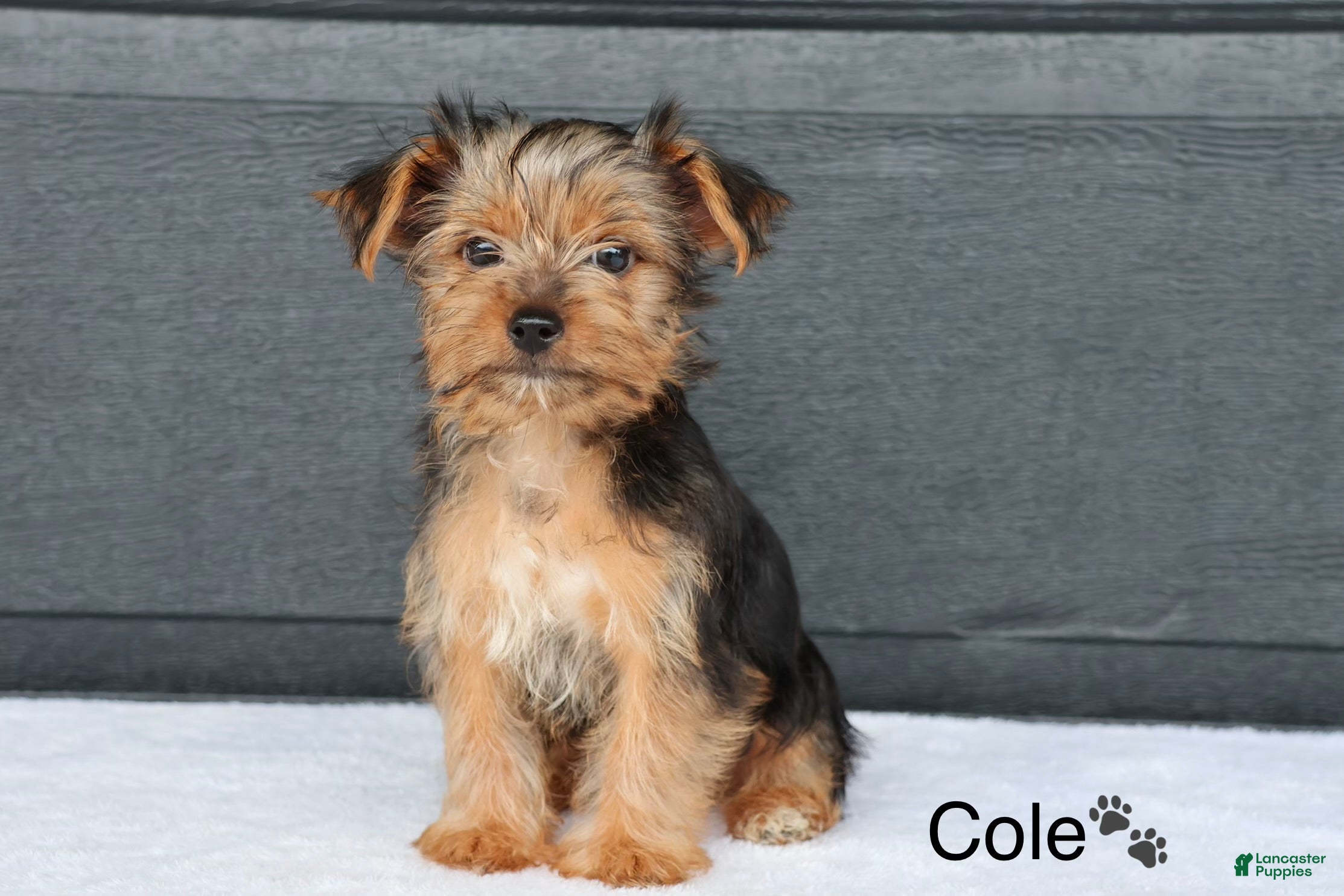 Yorkshire Terrier dogs Cole - Ad 1