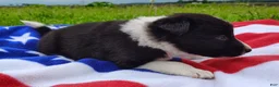 Border Collie dogs for sale: Giligan  - Ad 14