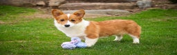 Welsh Corgi Pembroke dogs for sale: Steele - Ad 10