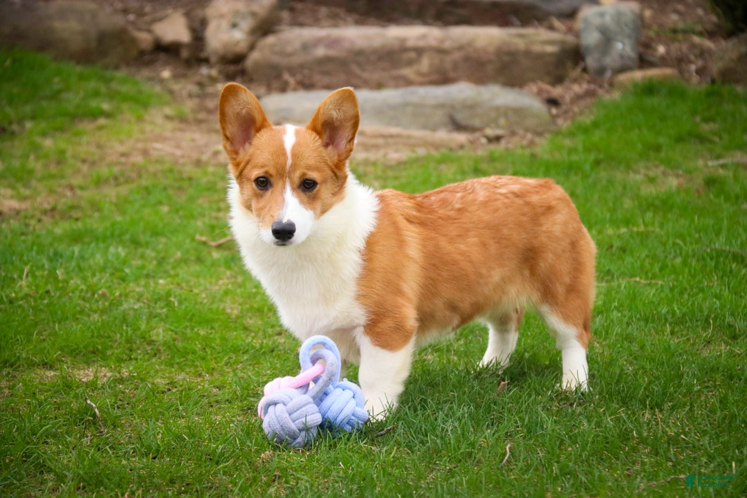 Welsh Corgi Pembroke dogs for sale: Steele - Ad 10
