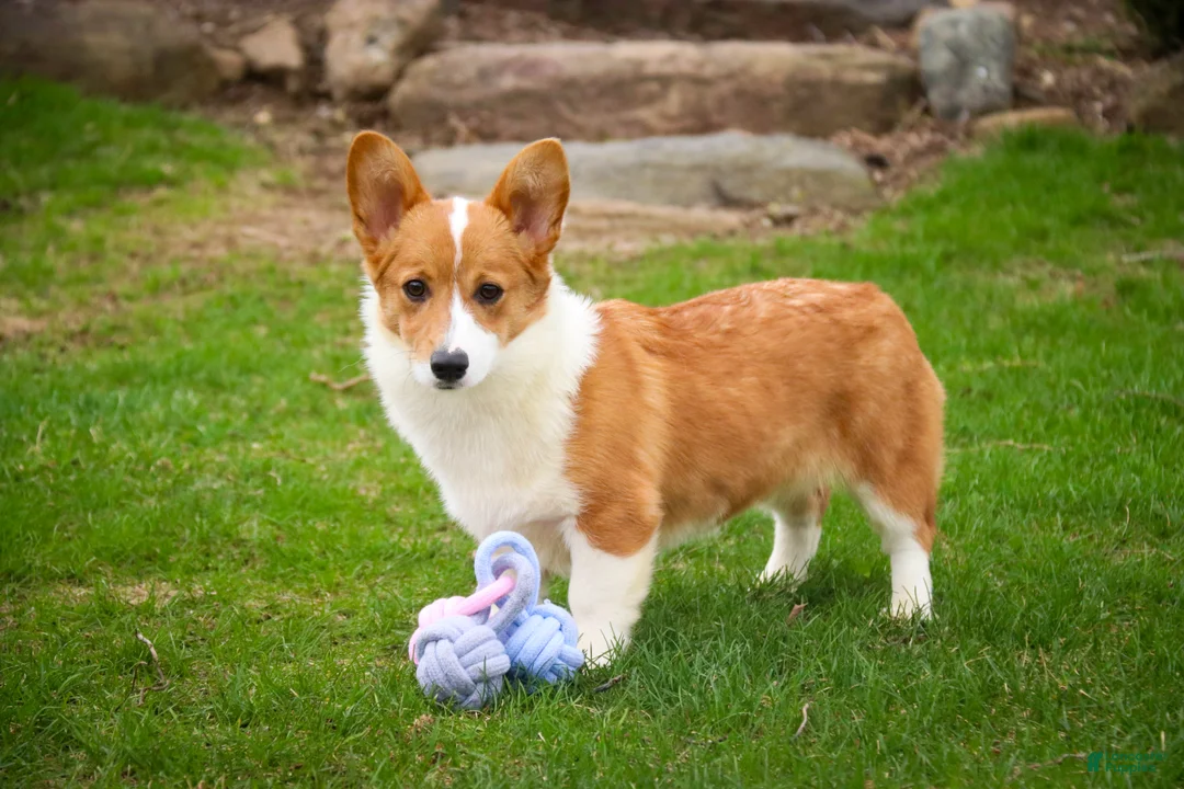 Welsh Corgi Pembroke dogs for sale: Steele - Ad 10