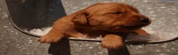 Golden Retriever dogs for sale: Missy - AKC, Genetically Clear - Ad 3