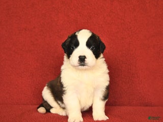 Saint Bernard dogs - Ad 12