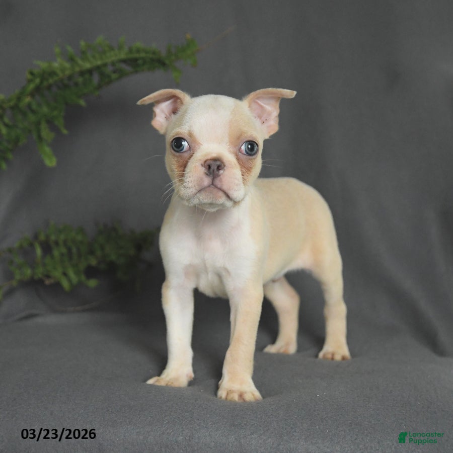 Boston Terrier dogs Cody - Ad 1