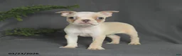 Boston Terrier dogs for sale: Cody - Ad 1